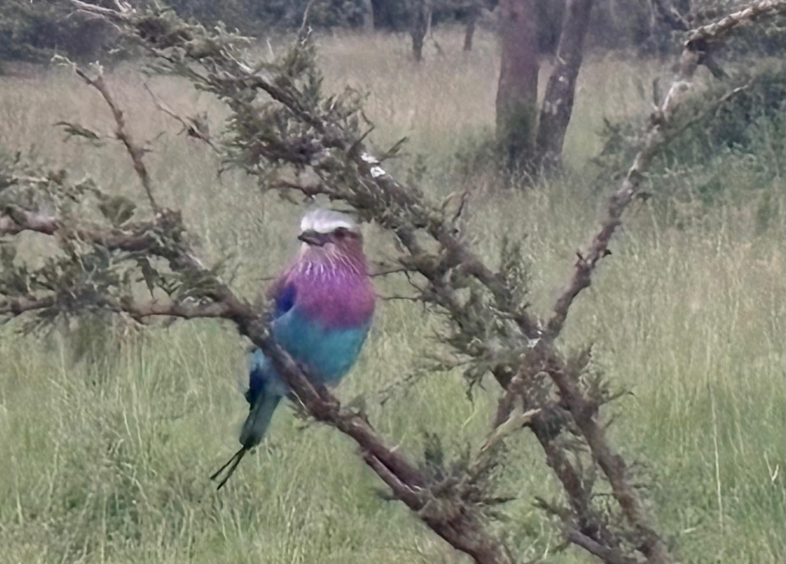African landscape sunset