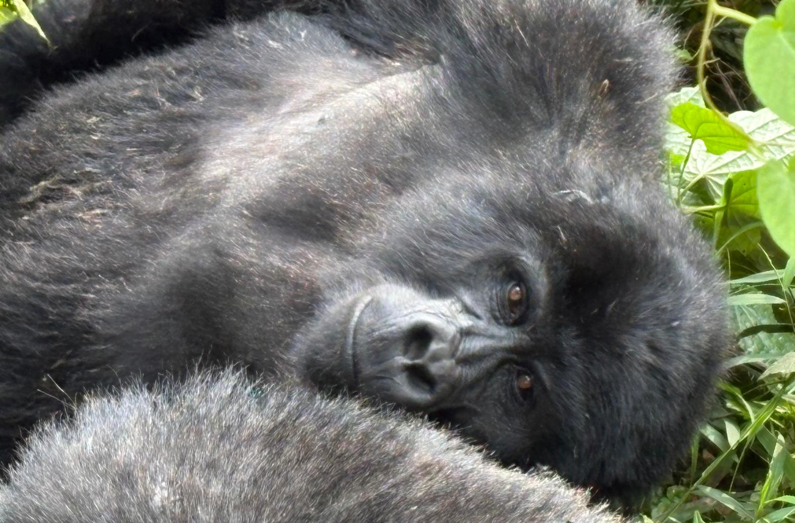 Bwindi rainforest trail